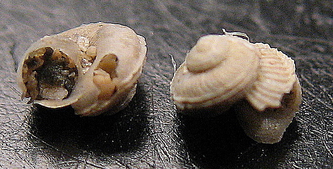 Anatoma aspera e  A. umbilicata
